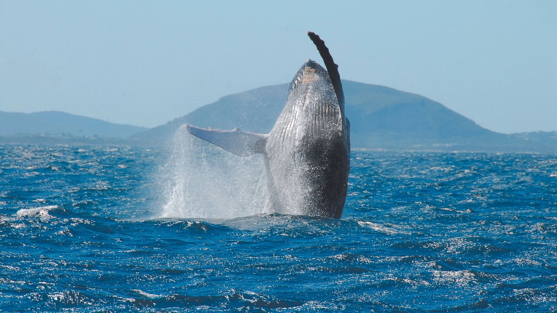 First whales arrive! Sunshine Coast set for a big splash this whale season