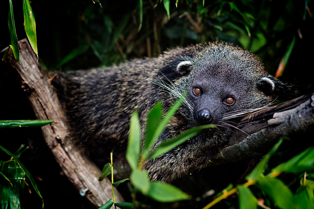 Binturong at WildlifeHQ NightZoo