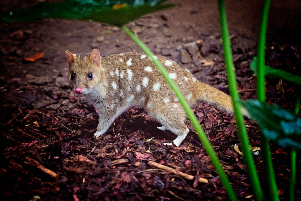 Quoll at WildlifeHQ Nightzoo