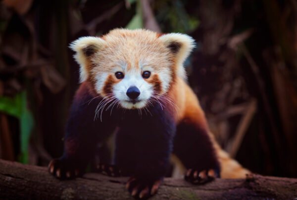 Red Panda WildlifeHQ NightZoo