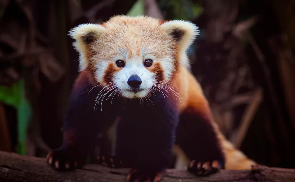 Red Panda, WildlifeHQ Nightzoo